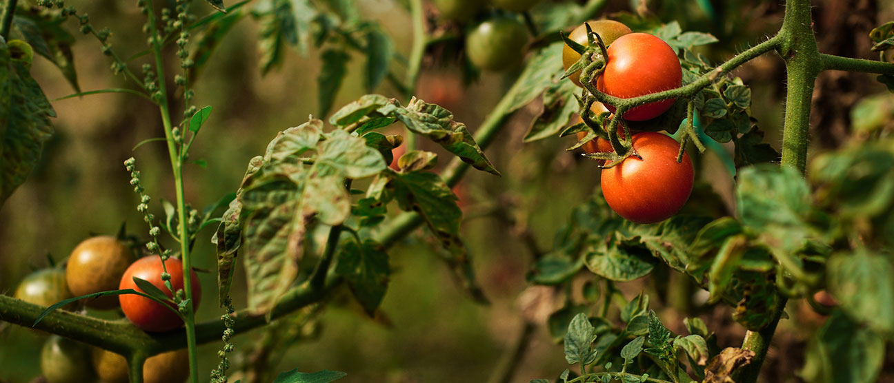 organela.rs proizvodi